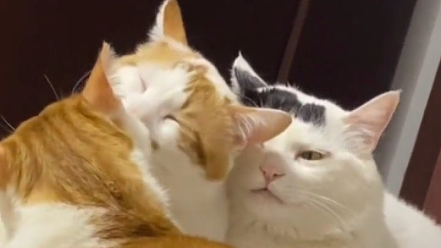 三只猫猫互相舔毛，白猫突然emo，这错综复杂的关系