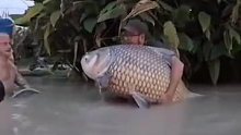 巨大的亚洲鲤鱼，在欧洲，鲤鱼是没有天敌的