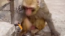 这猴子吃辣条居然不怕辣