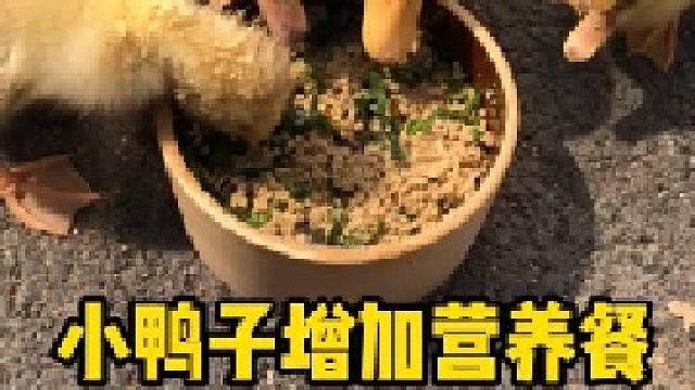 给小鸭子增加营养餐