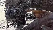 科莫多巨蜥三嫂吃饭#科莫多巨蜥 #科莫多巨蜥进食 #自然界动物各种奇特捕食画面大全