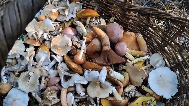 14号下午上山捡蘑菇