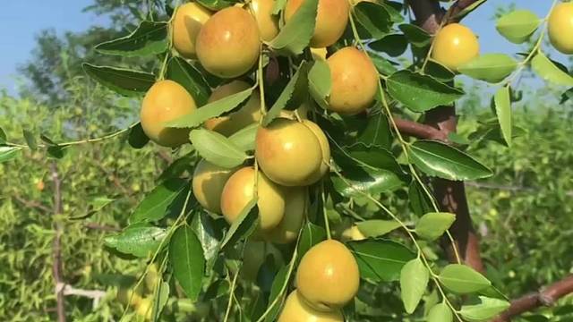 我已经开始期待秋冬季节的冬枣了#秋天的味道