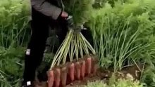 沉浸式体验拔萝卜，萝卜被整齐拔出的瞬间太治愈了！网友：强迫症看了都拍手叫绝！