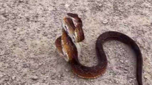 我跳，我跳，我跳跳跳