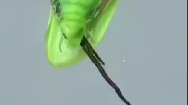 螳螂：感觉身体被掏空