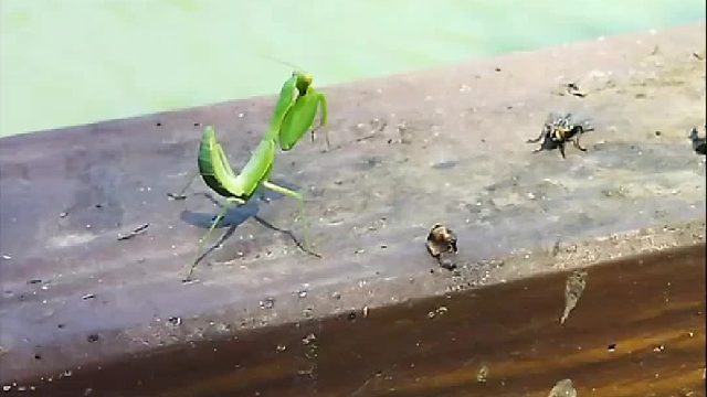 螳螂捕苍蝇一招毙命！
