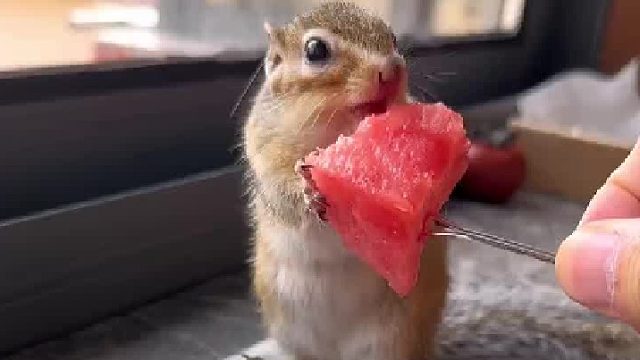 _这小松鼠怎么那么机灵？！