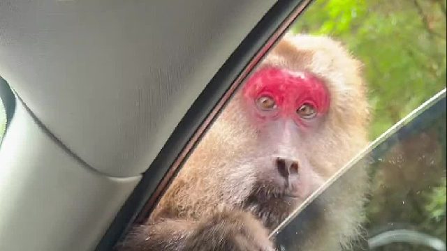 我感觉它在骂你