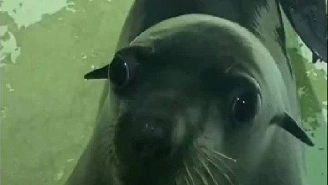 原来海狮一直都是纯毛的啊