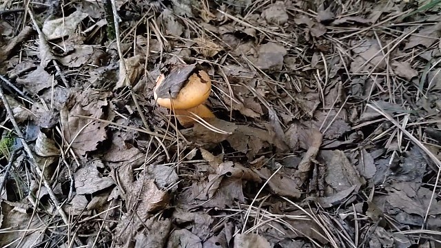 15号上山捡蘑菇