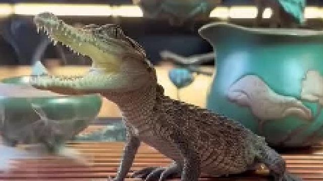 这个茶宠栩栩如生呀