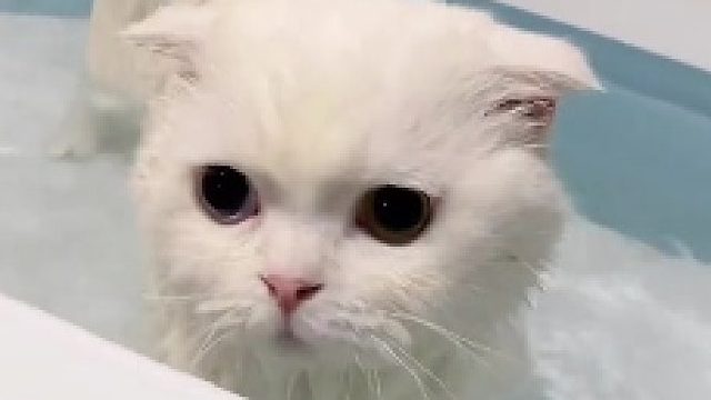 你们喜欢斯基什么时候的叫声呢？