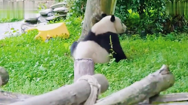 滚滚团子们的搞笑日常