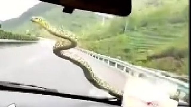 牛啊，蛇年限定版雨刷