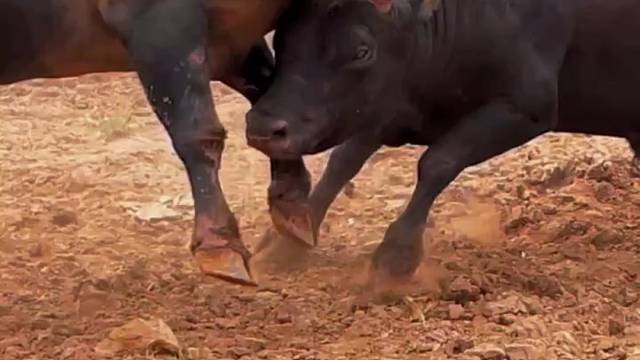 民簇风情娱乐斗牛