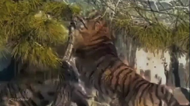 不要总是问我东北虎和孟加拉虎哪个更厉害，这两个视频已经告诉了我们答案