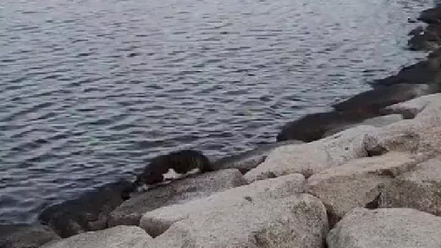 没毛病，带鱼字的都归他管！