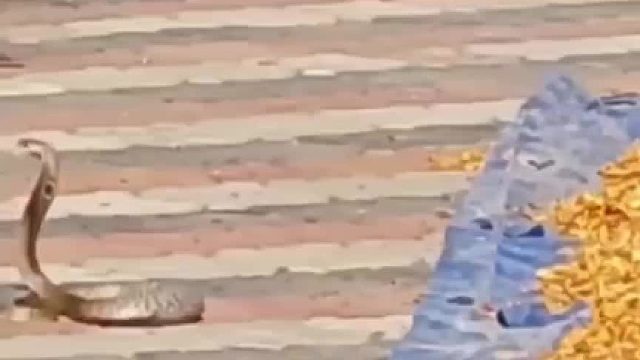 蠓哥根本不把蛇放眼里