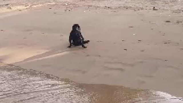 外国网友在海滩发现的恐怖生物