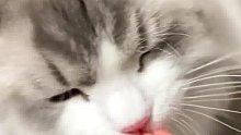 主人假装捏冻干喂小猫，小猫每次都会上当。猫：吃了一天冻干越吃越饿
