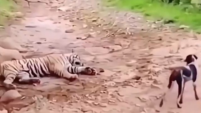 不自量力，还敢和我斗