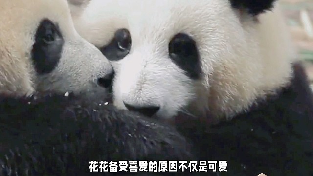 滚滚团子花花的可爱与灵性