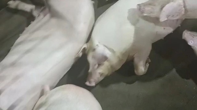 猪价上涨货源不断白条猪