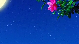 月光照、紅花鮮、無光影、在美的花也是不完美！