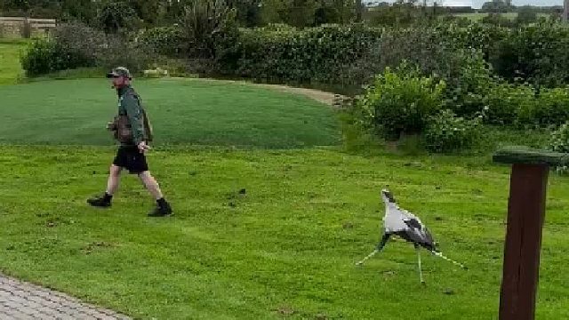 哈哈哈这种捕食方式真的好好笑