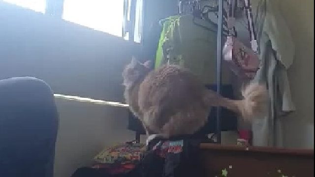 喵星人老想从窗户跳出去，但主人并不担心[喵喵]养猫不关窗的原因原来是……