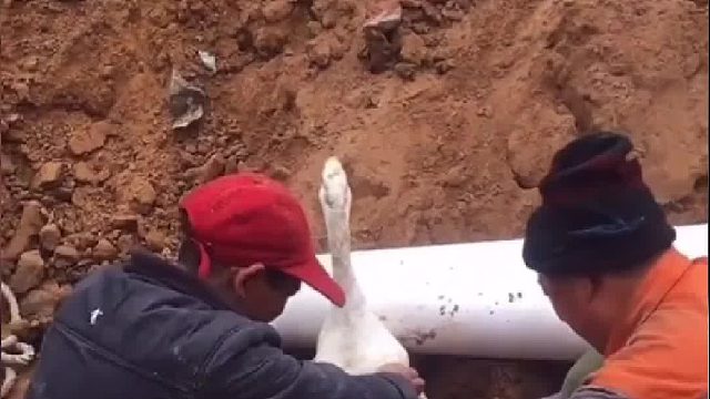 这大鹅干活可不要工钱，干完可别赐铁锅啊