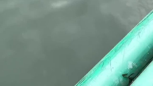 这东西游过来的时候，隔着屏幕都觉得怕啊…