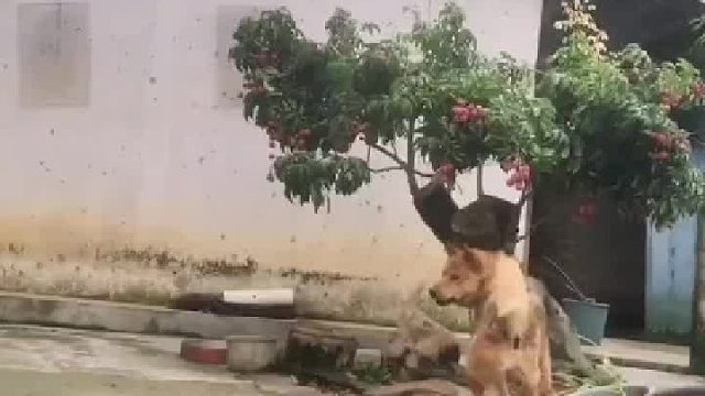 这荔枝谁敢摘！我发定位！