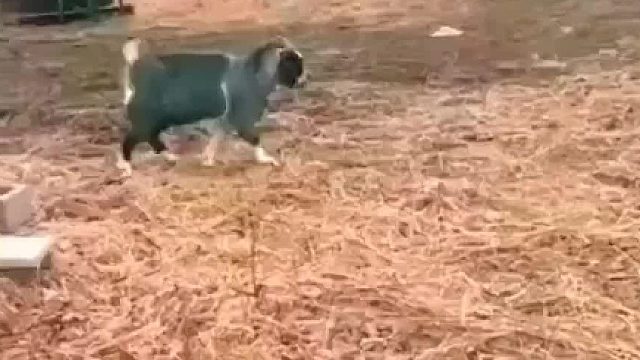 这羊太可爱，我能买半只吗