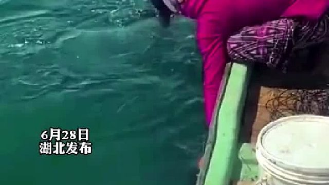 终于知道为什么叫出海“打鱼”了，抄网都不需要了