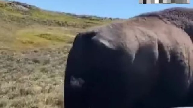 网友自驾偶遇牛魔王！