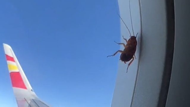 万米高空的飞机窗外竟发现一只蟑螂。网友：果然是小强