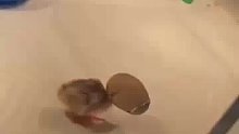 看看好可爱！刚出生的小鸡仔带壳走路