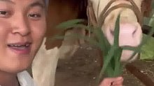 主人逗牛牛不给它吃草，牛牛被骗两次后彻底哄不好，网友：歪头的眼神像极了生气的女朋友