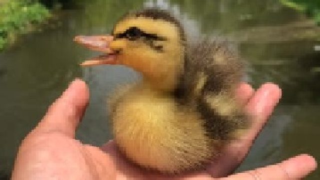 小鸭子第一次游泳