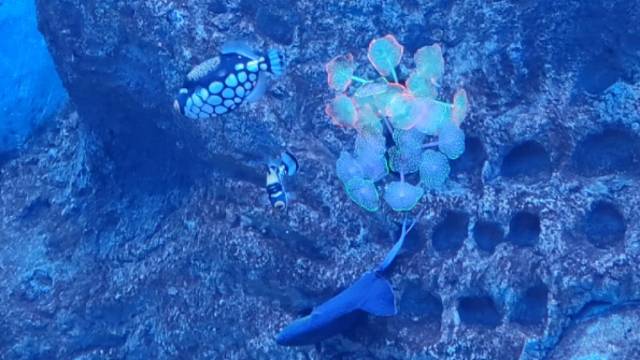 #水族馆里的鱼#云养鱼呆呆的鱼