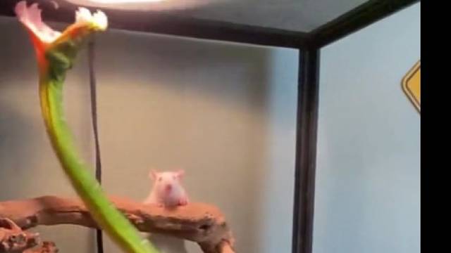 带个眼镜吧！不然迟早得饿死！