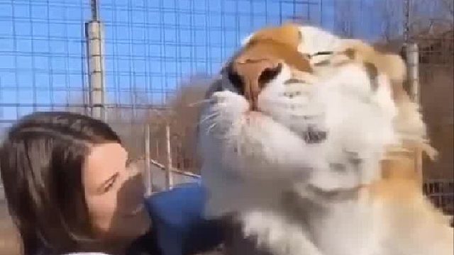 好乖的大猫猫，让撸让抱
