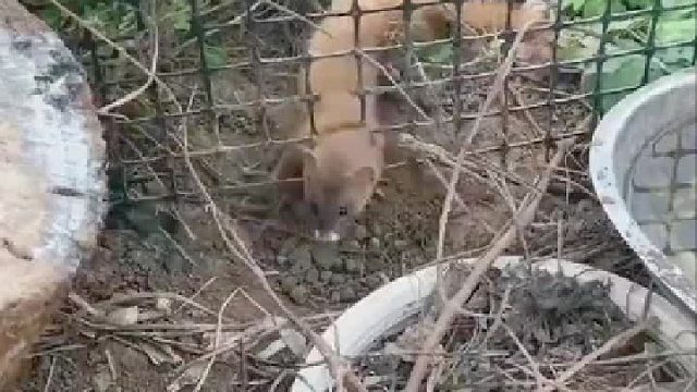 黄鼠狼有灵性的，打不得，也不能吃