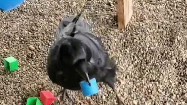 它做的比大多数孩子都快