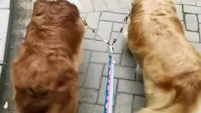 狗狗自己调整步伐，整齐划一，网友：太有默契了