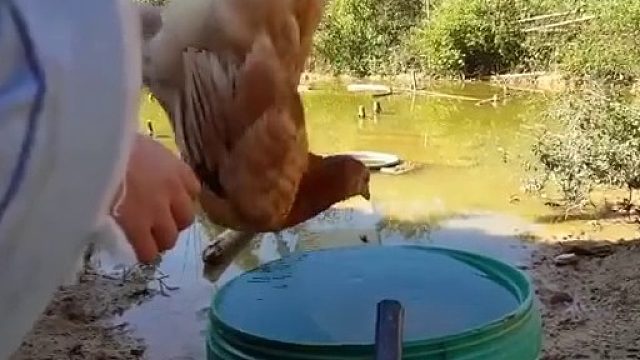 鸡头稳定名不虚传，笑出鸡叫   _