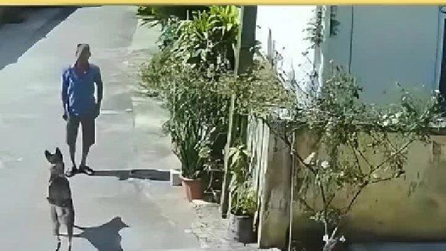 恶狗只能用砖块对付