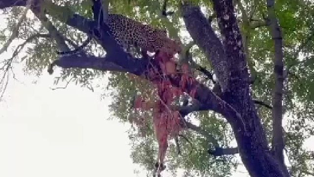 花豹调戏鬣狗！